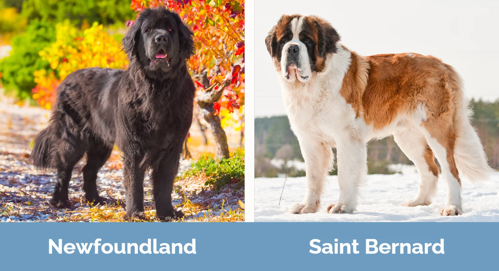 Newfoundland vs Saint Bernard - Visual Differences