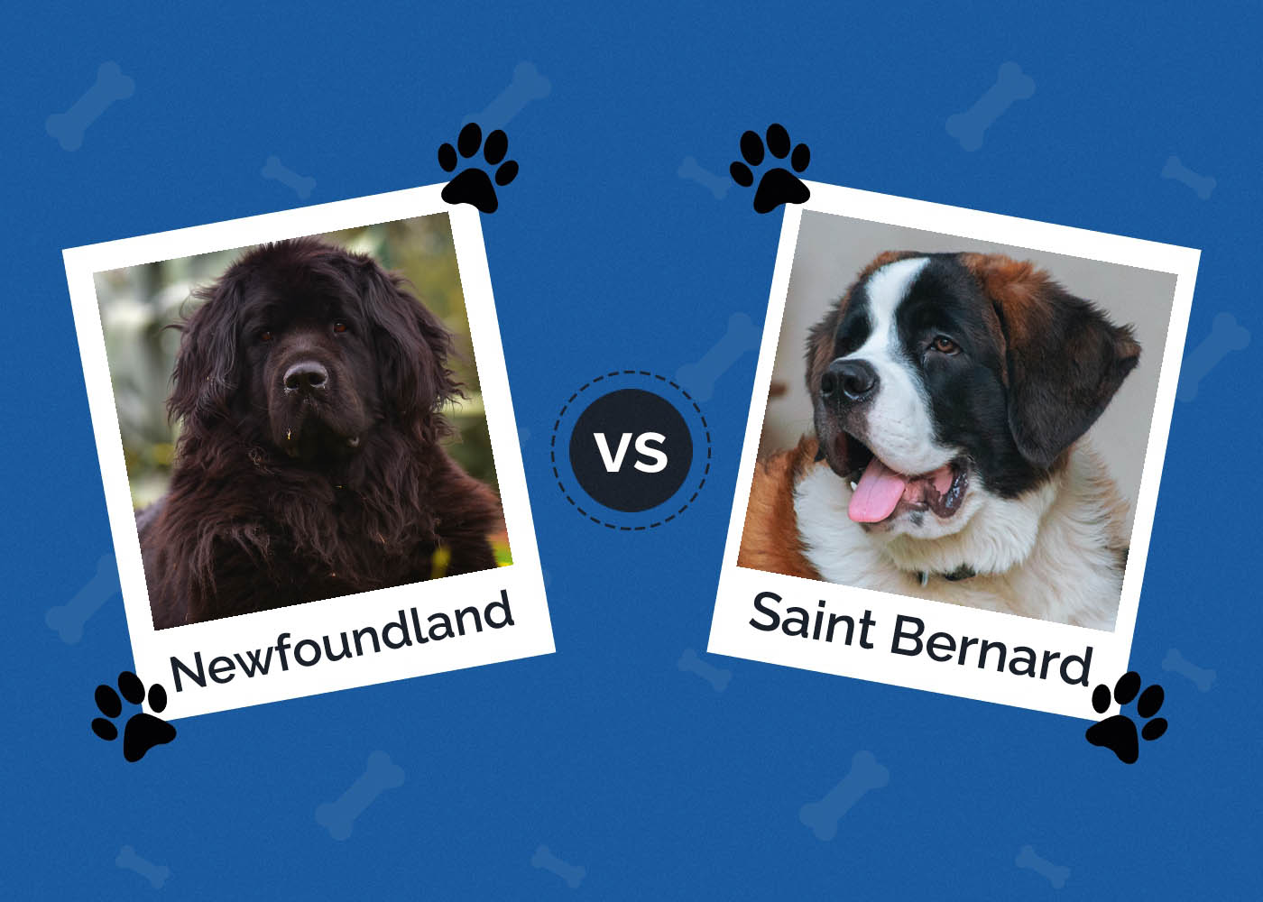 Newfoundland vs Saint Bernard