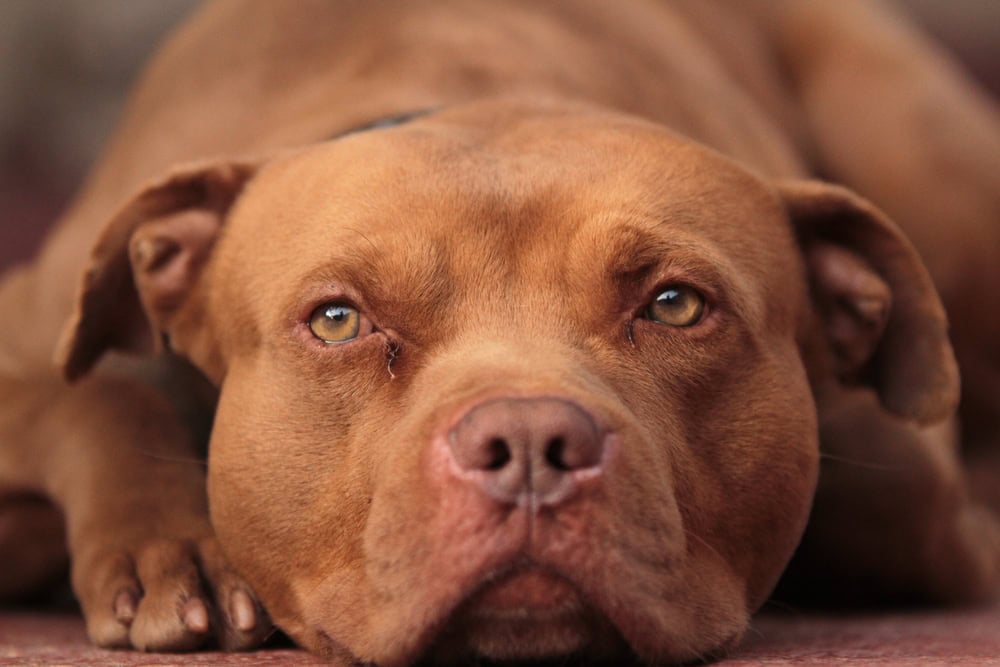 Red nose American Pit Bull terrier lying down