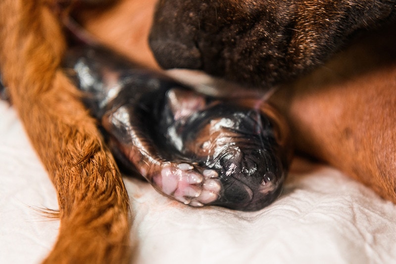 Rhodesian ridgeback dog giving birth, newborn puppy in amniotic sac