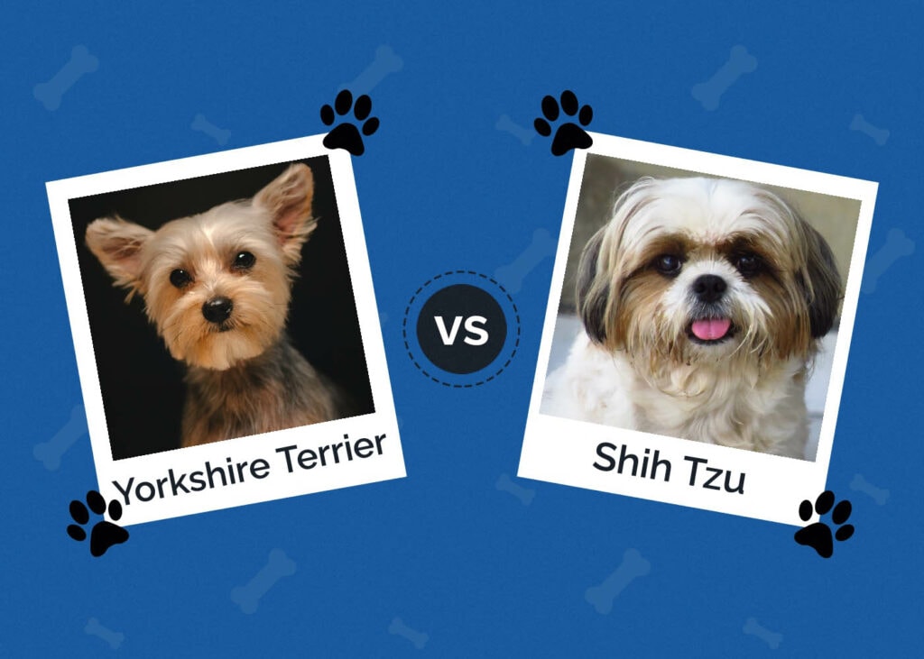 Yorkie vs Shih Tzu