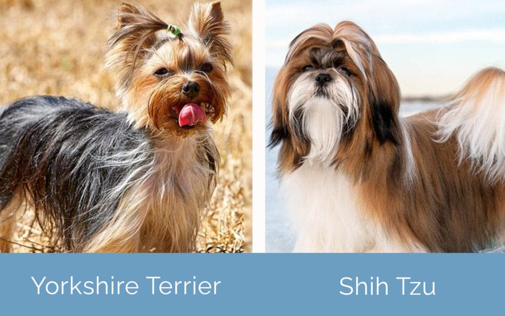 Yorkshire Terrier vs Shih Tzu side by side