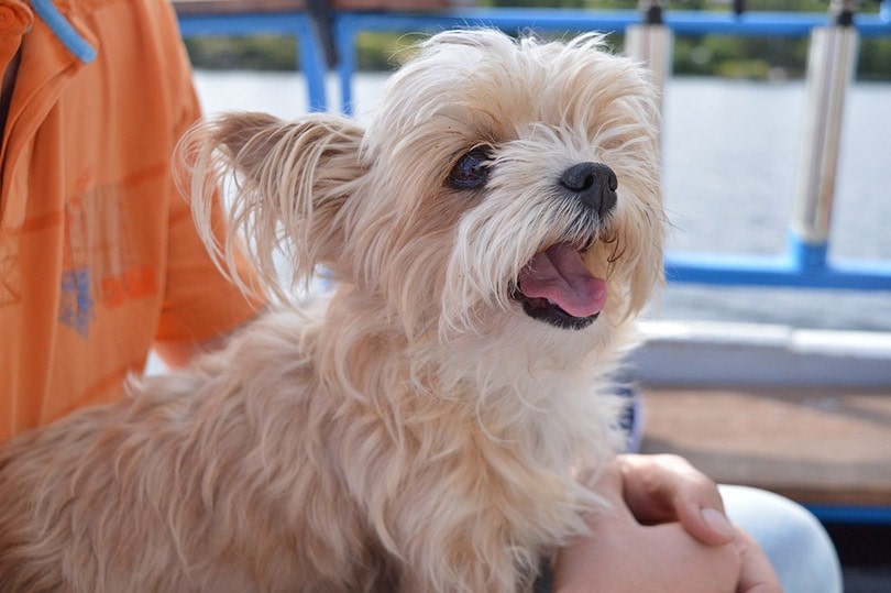 a small dog sitting on owner's lap