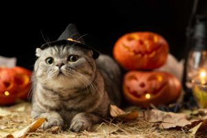 a cat that is excited for halloween
