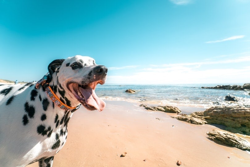 dalmatian dog on seashore