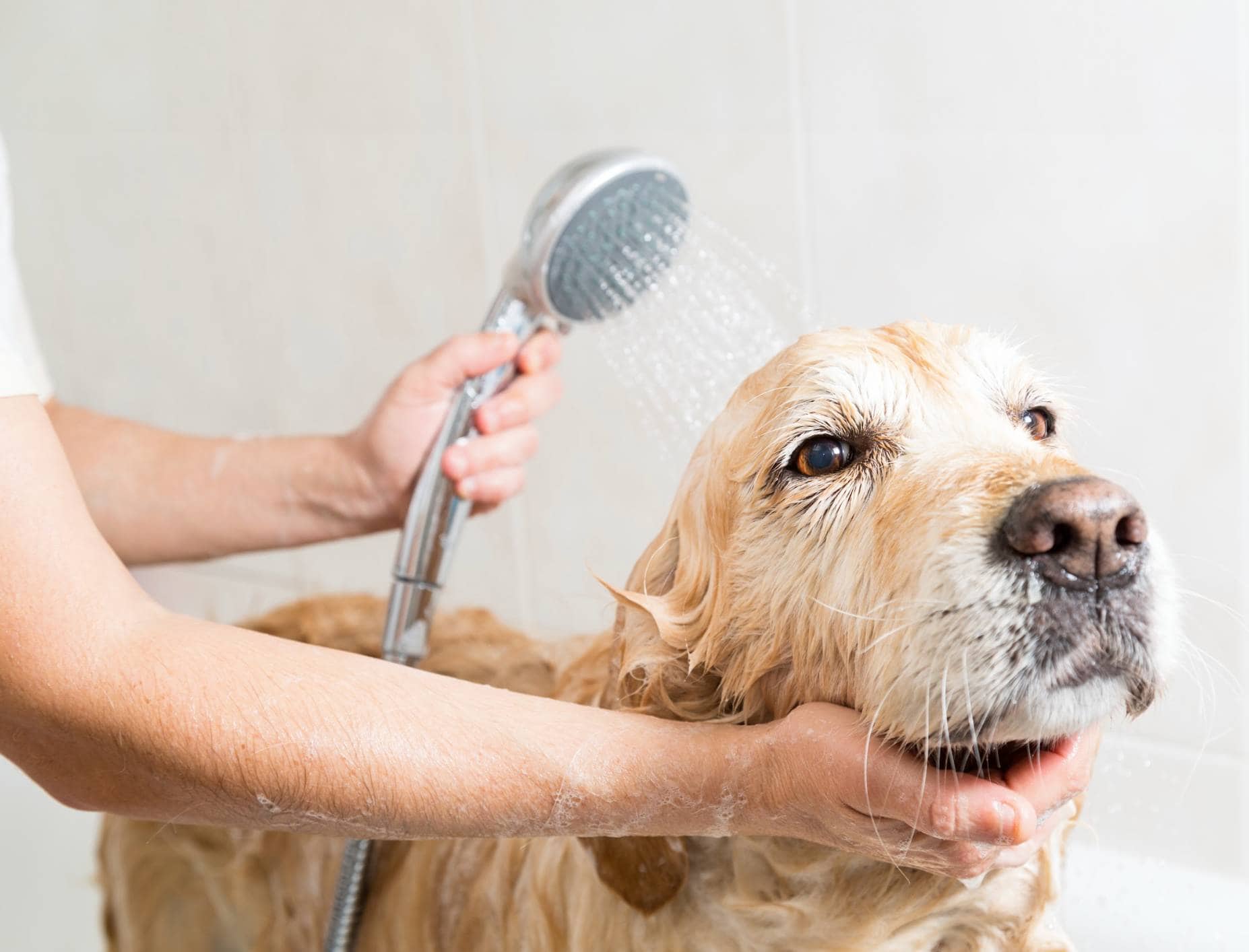 dog taking a shower