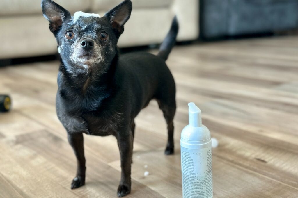 dry shampoo dog black chihuahua