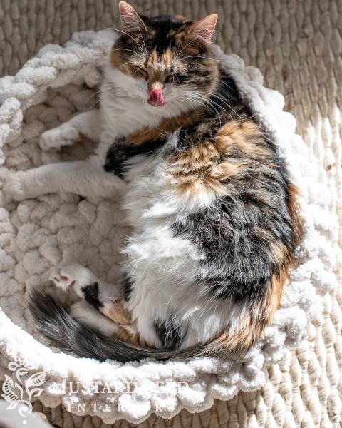 easy crochet cat (or dog) bed tutorial & pattern