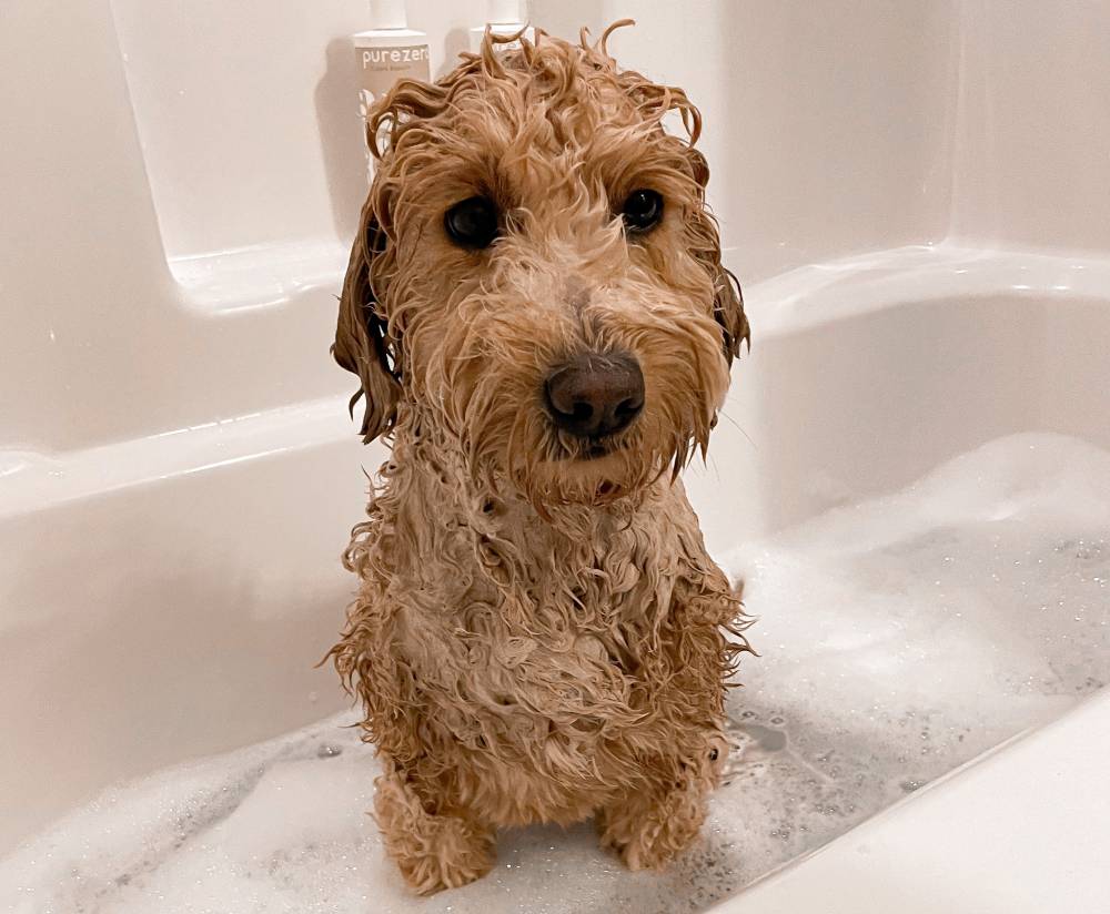 goldendoodle on a bath
