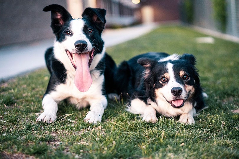 happy border collies lying on grass outdoor