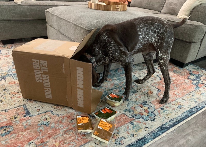 spotted dog exploring Nom Nom dog food box with turkey and chicken