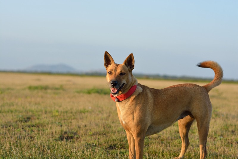 A closeup shot of a cute brown Carolina dog in the grass field on a sunny day