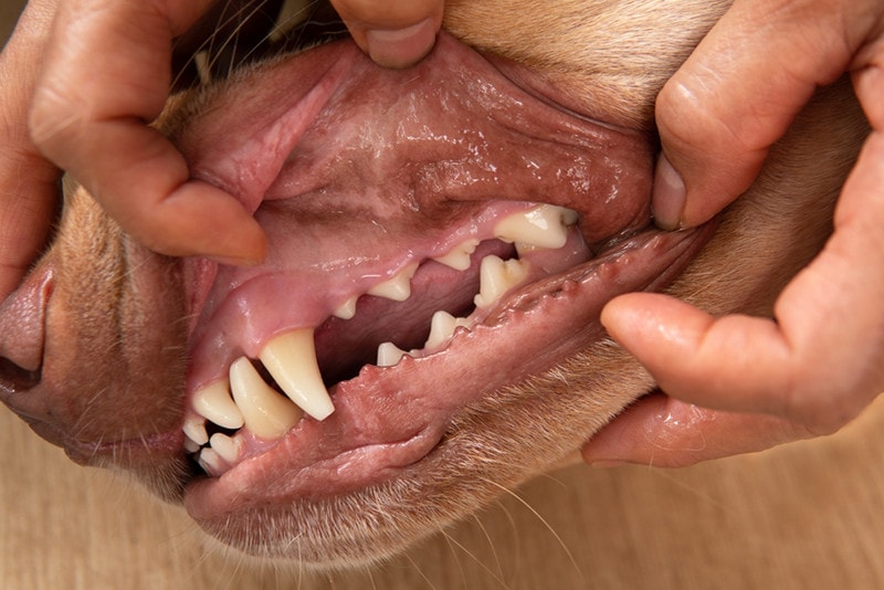 Dog Mouth Infection