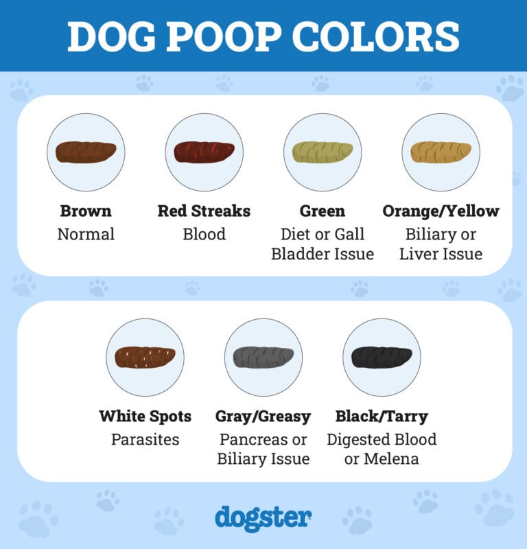 what-should-puppy-poop-look-like-vet-approved-feces-guide-what-to