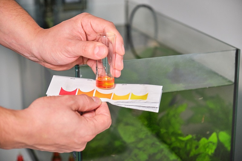 Hands holding high nitrite or ammonia test in front of freshwater aquarium