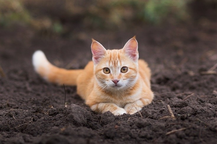 soil litter