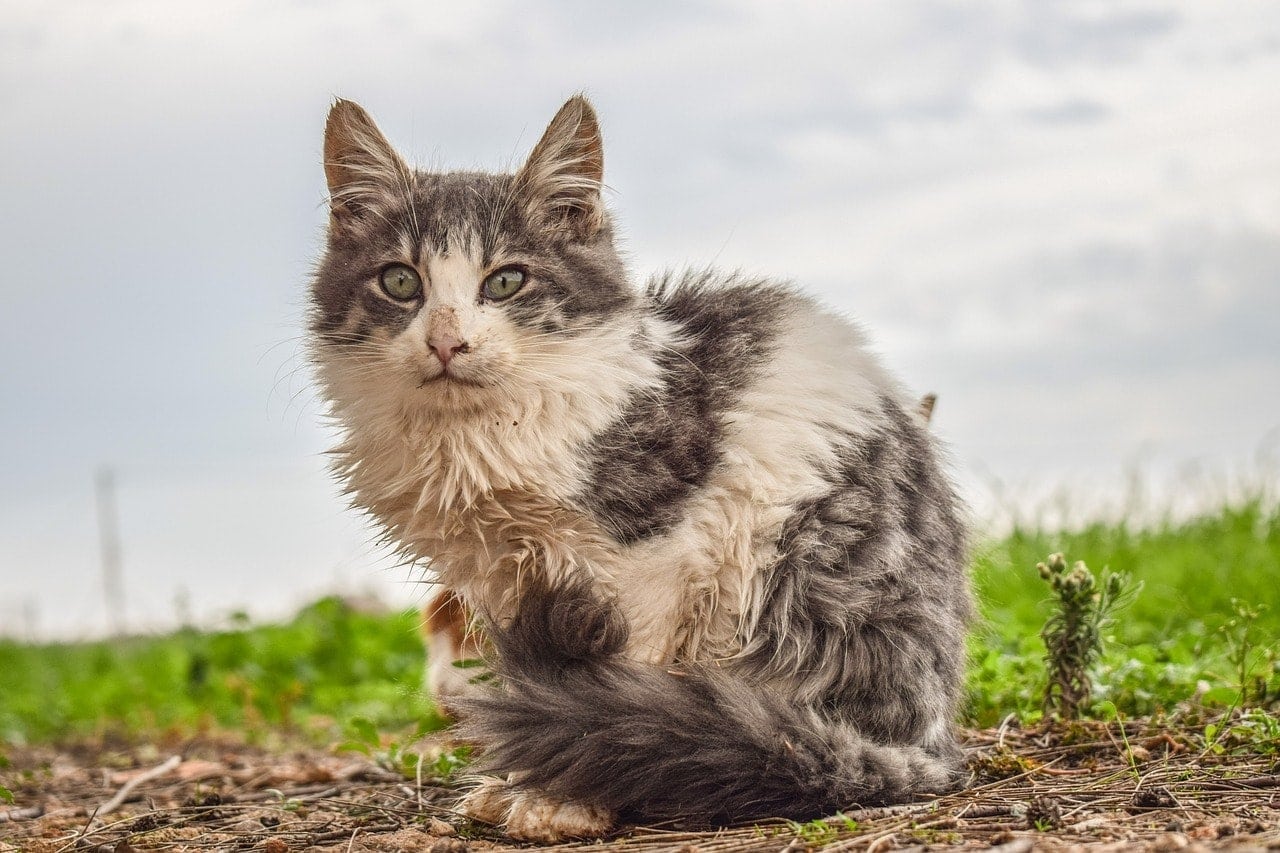 Stray cat