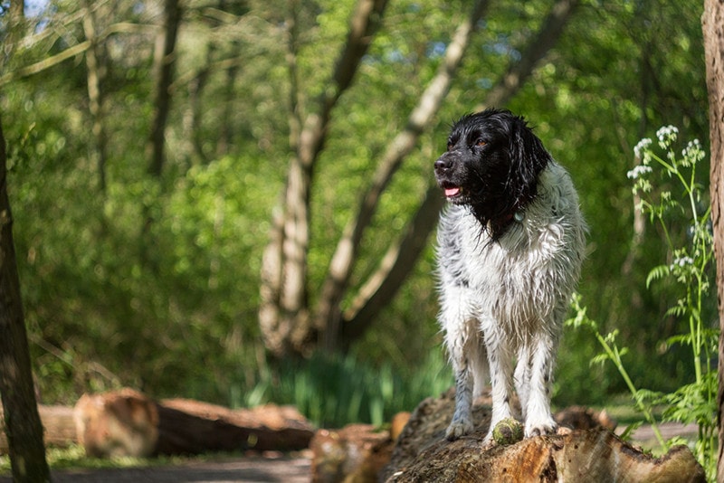 Wet frisian stabyhoun poses in the park