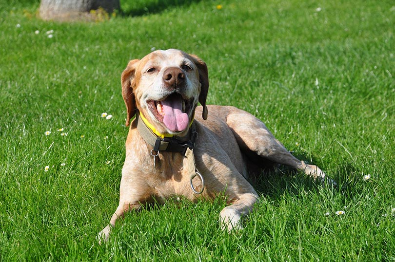 a happy dog lying on grass