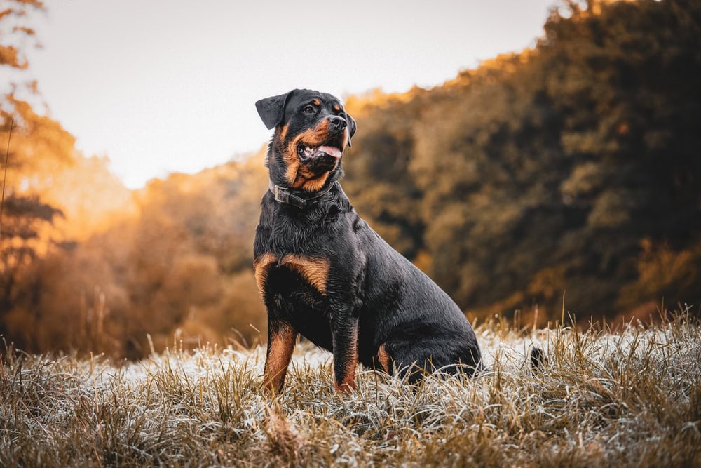 25 Most Popular Dog Breeds in the US in 2026 (With Info & Pictures ...