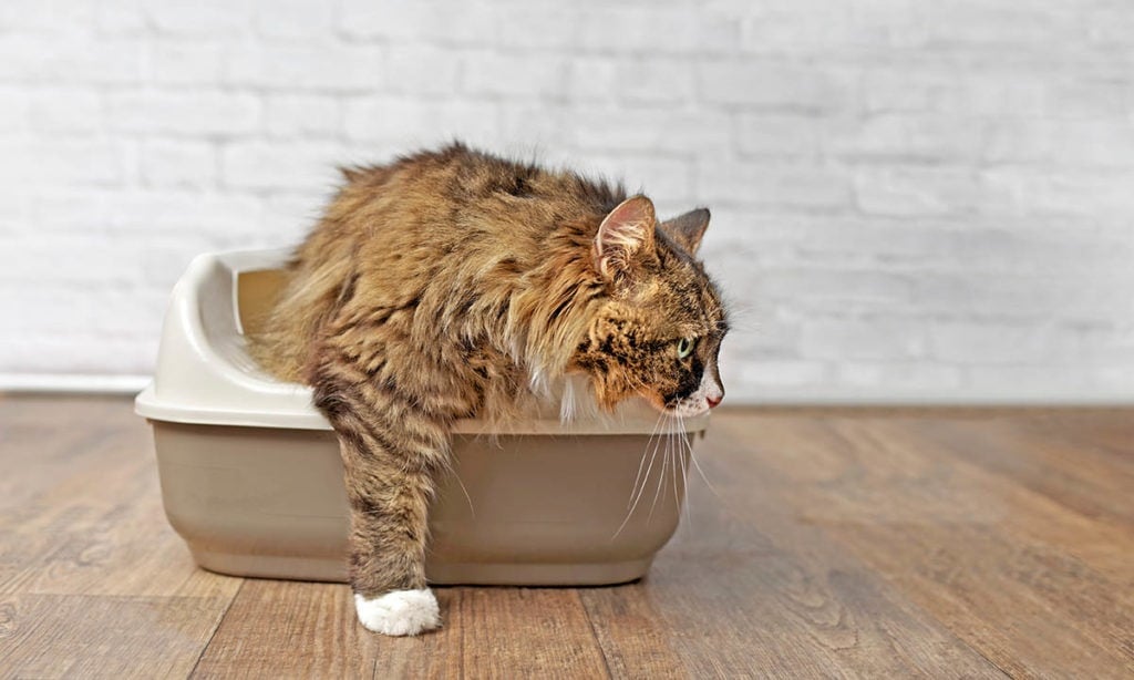 cat leaving the litter box