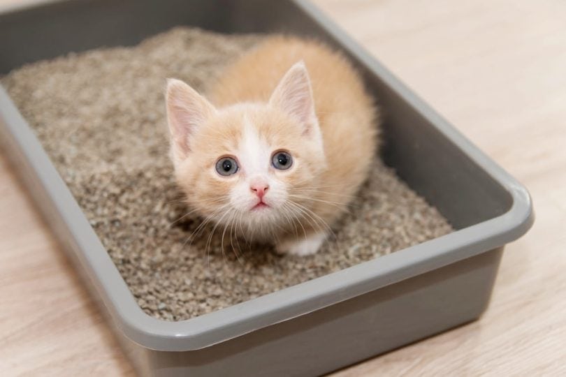 cat litter box_Nadya Buyanowa, Shutterstock