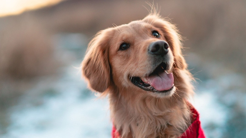 close up of golden retriever
