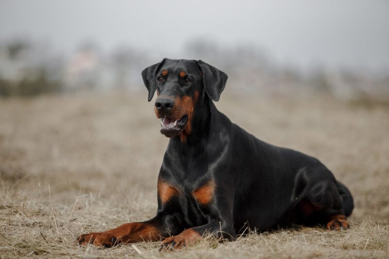 25 Most Popular Dog Breeds in the US in 2025 (With Info & Pictures ...
