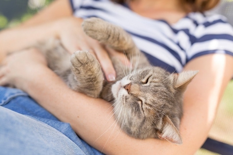 cat laying on owners lap