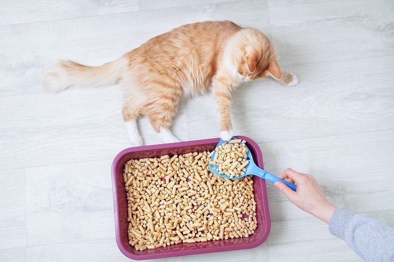 ginger cat with pellet litter
