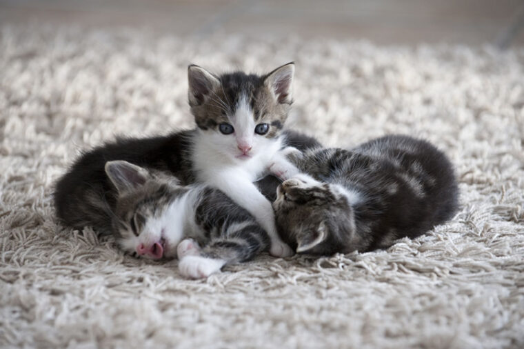 How to Keep Kittens Warm: 8 Vet-Approved Methods | Hepper Pet Resources