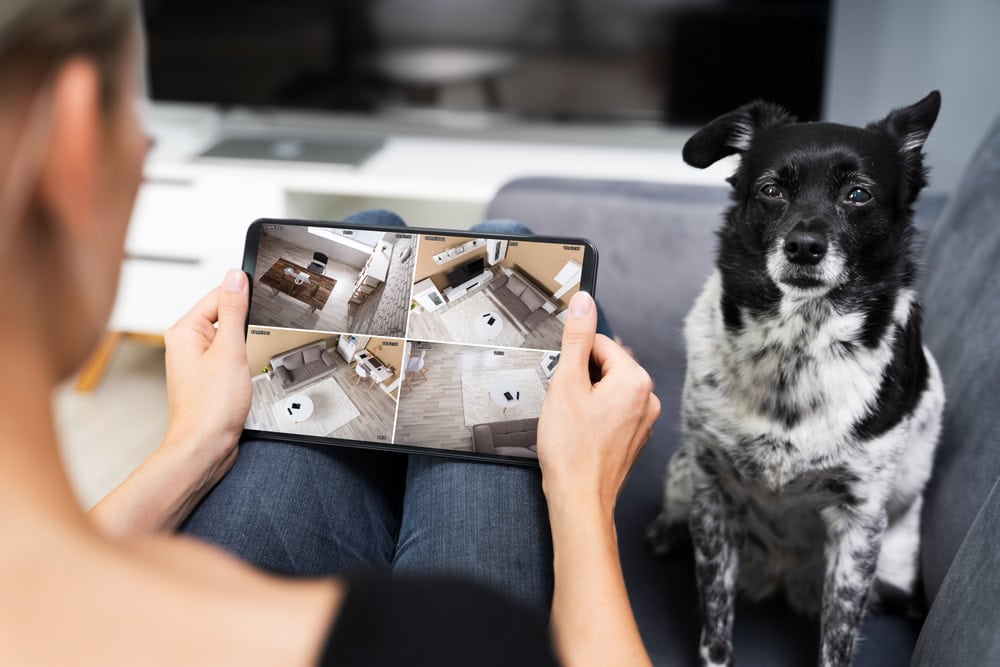 man watching dog on cctv pet camera