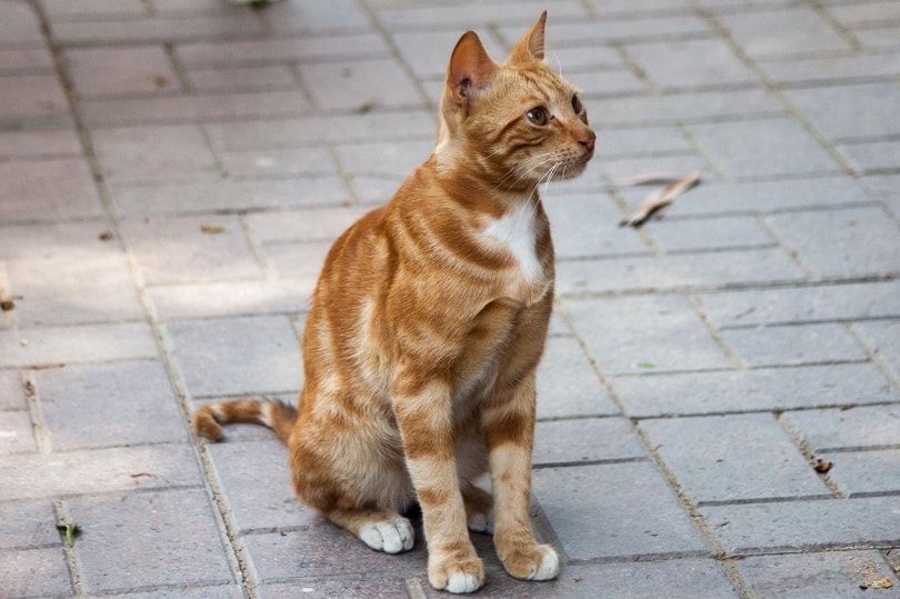 orange stray cat
