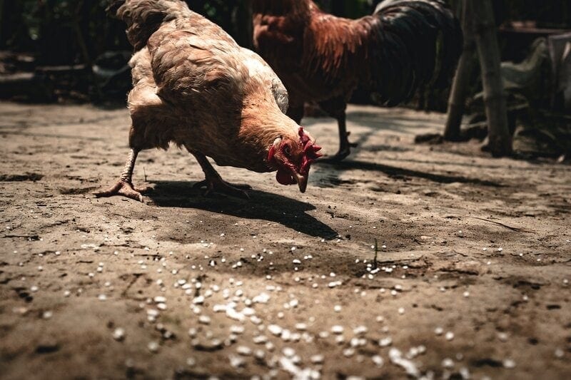 chicken feed