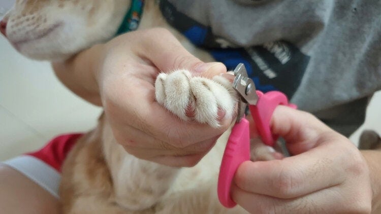 cat having nails trimmed_RJ22, Shutterstock