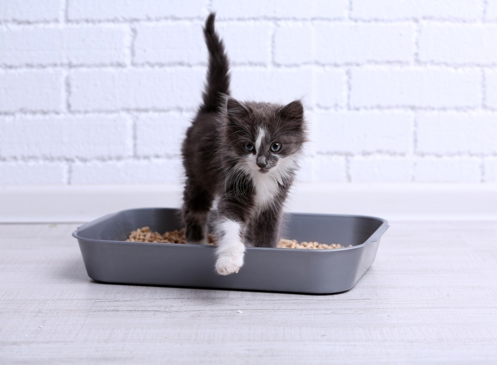 small grey kitten in plastic litter tray