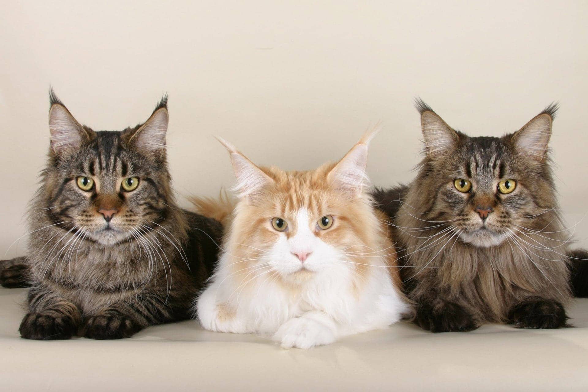 three maine coon cats_Pixabay