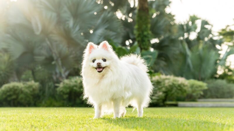 white fox face pomeranian dog standing on the grass