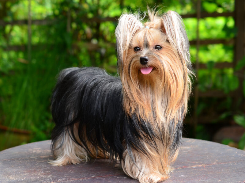 yorkshire terrier dog standing on a wooden table