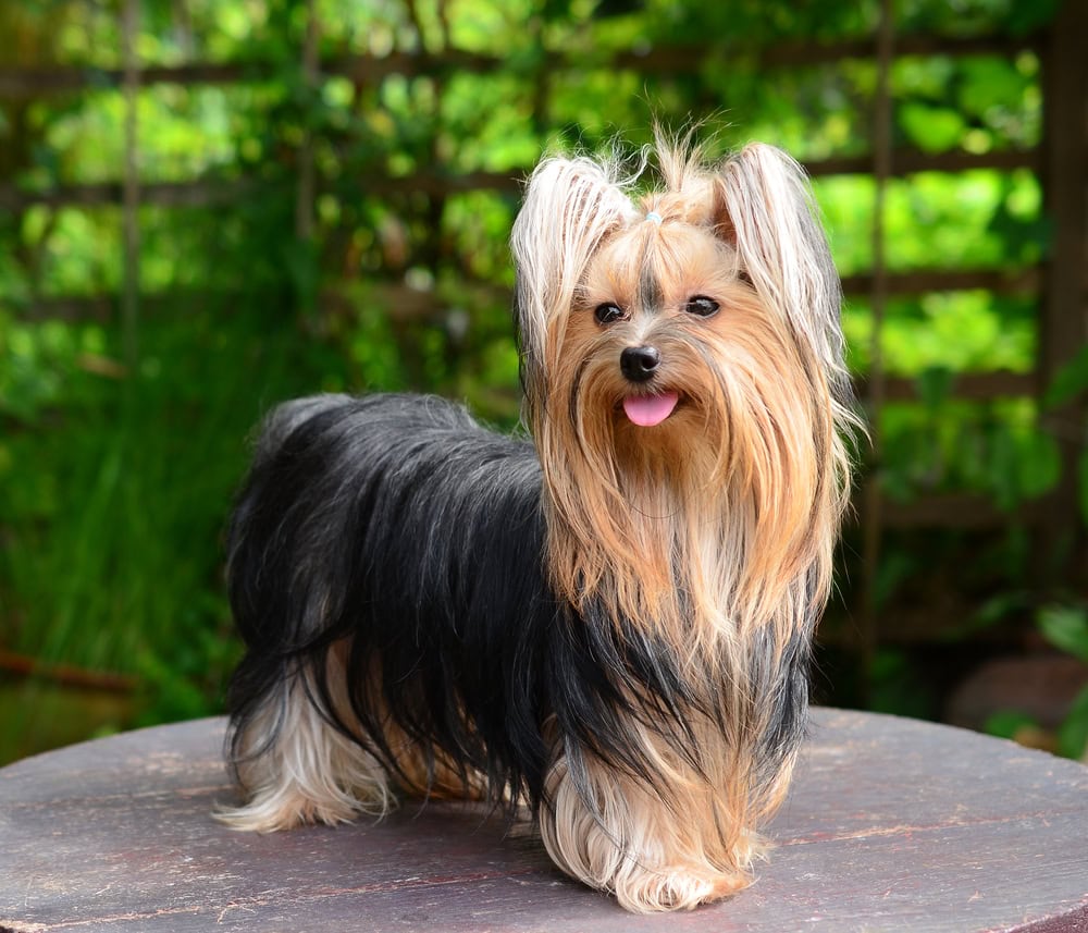25 Most Popular Dog Breeds in the US in 2025 (With Info & Pictures ...