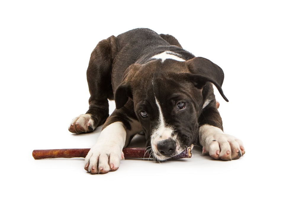 Adorable little mixed large breed dog laying on a white studio background chewing on a bully stick treat