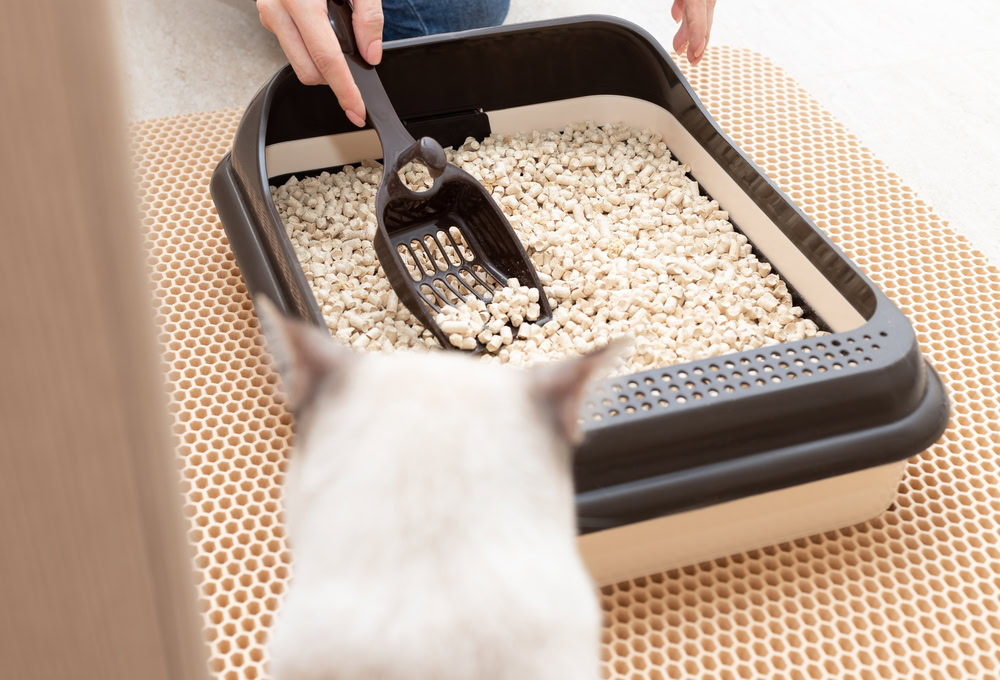Cleaning litter box with litter mat and cat head