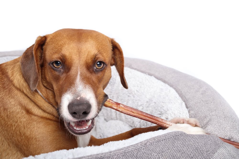 Dog lying in dog bed and chewing on a long beef bully stick with visible teeth