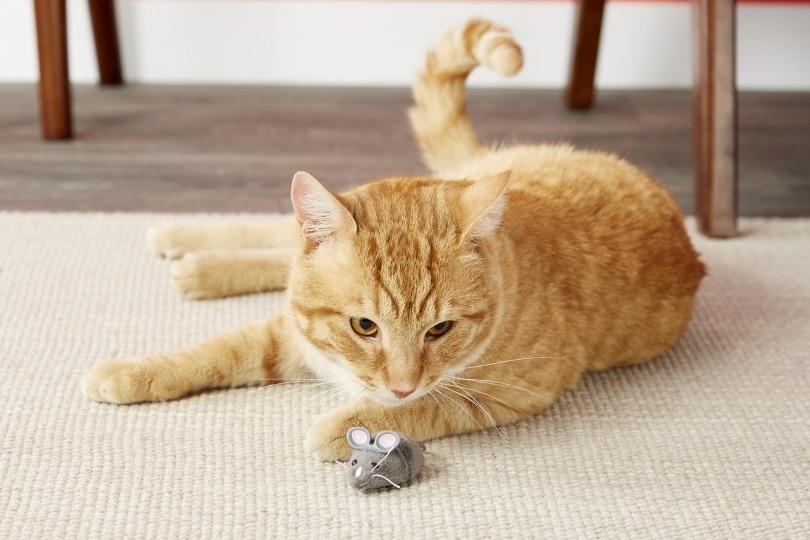 Hexbug Robotic cat toy_Chewy