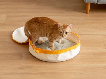 Litter Box