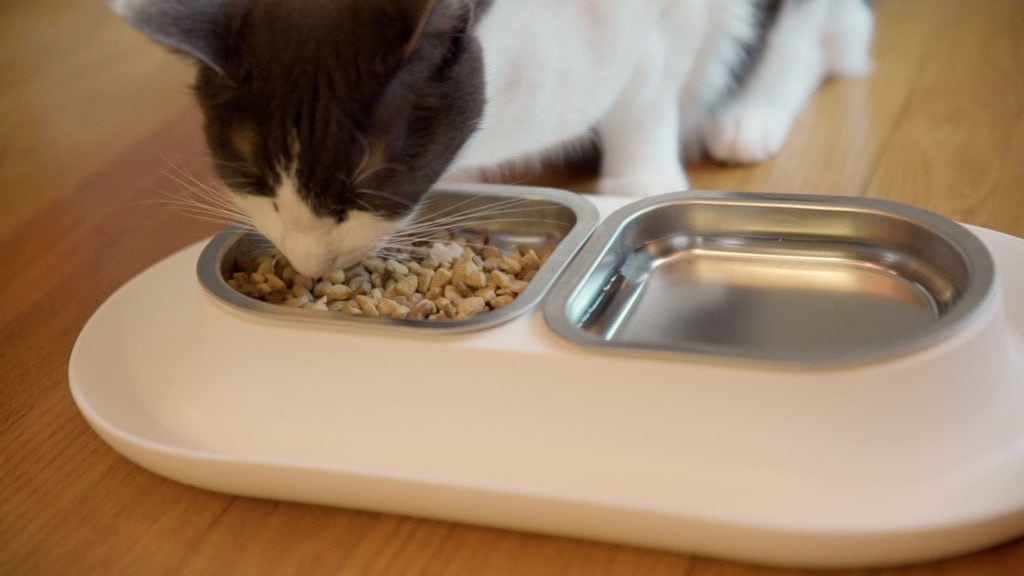 Hepper NomNom Bowl Cat Eating