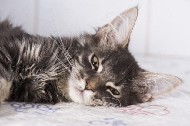 Image showcasing Distemper in Cats (Causes, Signs & Treatments) Vet Answer | Hepper Pet ...