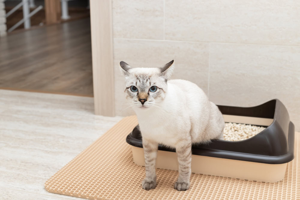 White blue-eyed tabby cat sitting in litter box with litter mat