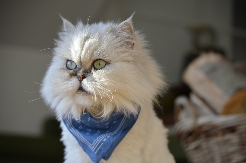 White persian cat II_Kadres_Pixabay
