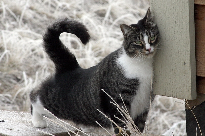 american shorthair cat outdoor_Piqsels